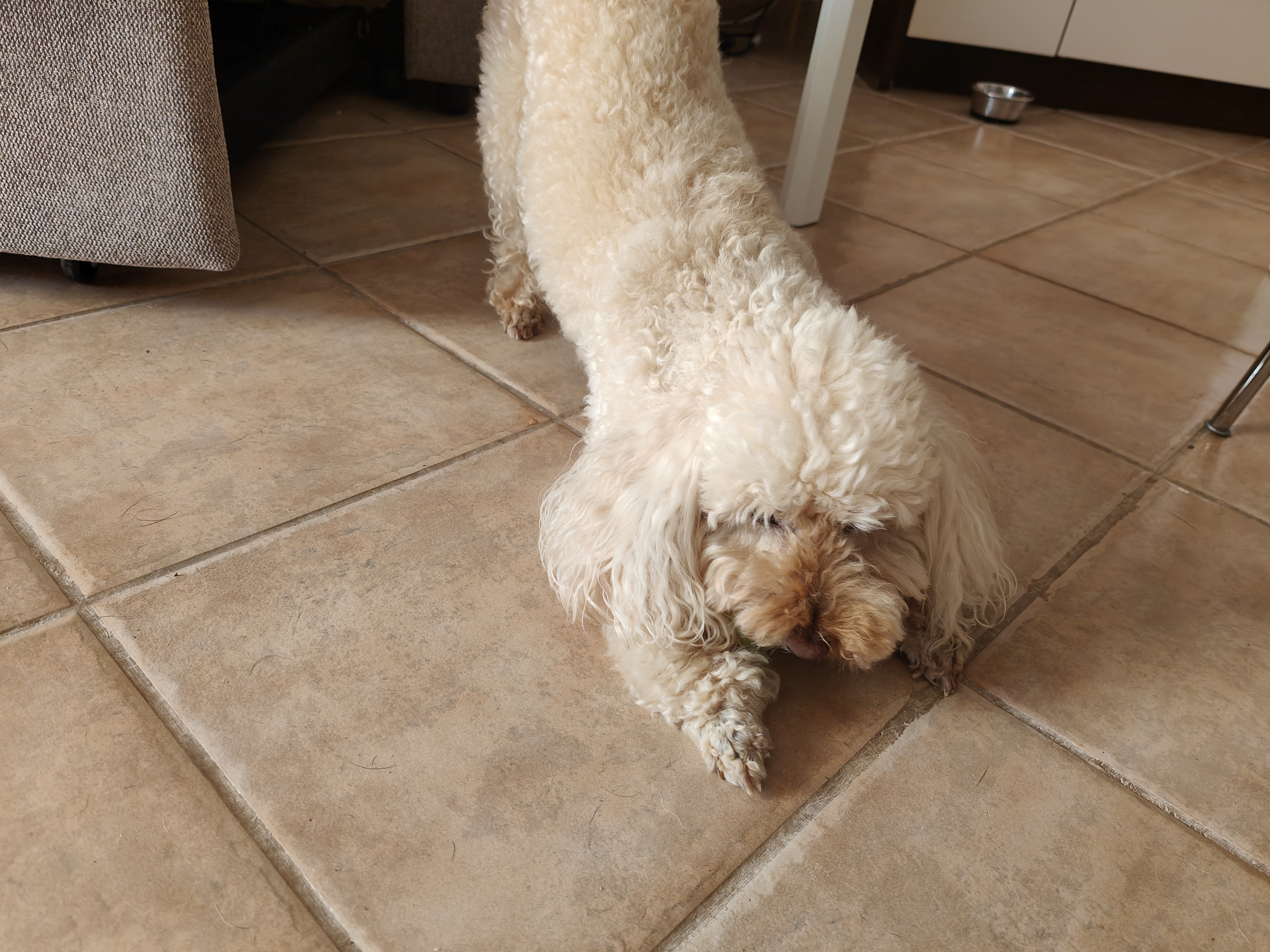 Cuidado de mascota a domicilio